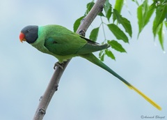 Psittacula himalayana