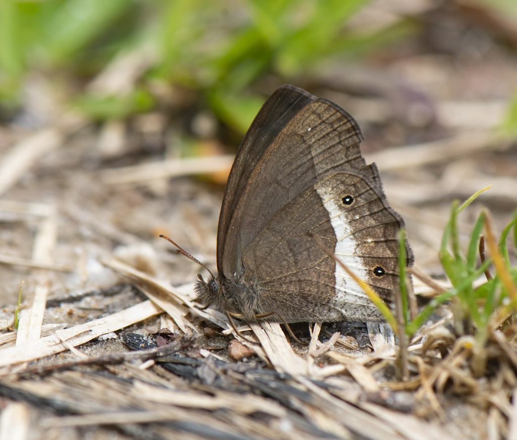 Forsterinaria pronophila