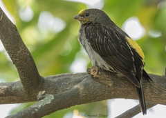 Indicator xanthonotus