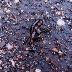 Diversibipalium indicum