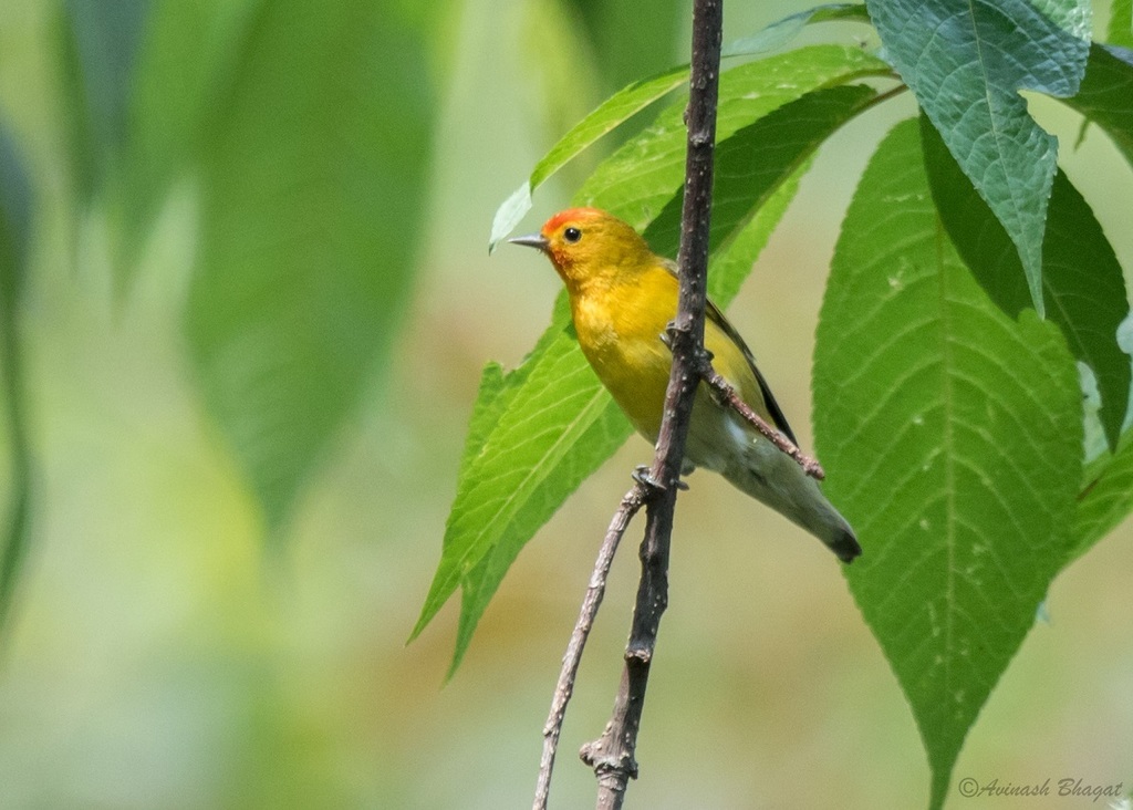 Fire-Capped Tit