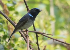 Niltava macgrigoriae