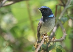 Niltava macgrigoriae