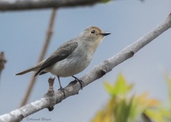 Ficedula superciliaris
