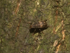 Erichsonocis