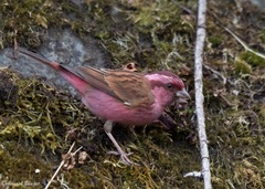 Carpodacus rodochroa