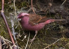 Carpodacus rodochroa