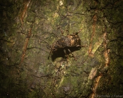 Erichsonocis