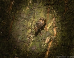 Erichsonocis