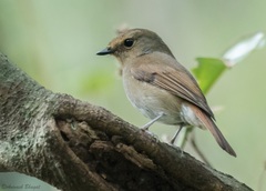 Niltava macgrigoriae