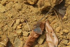 Bebearia seeldrayersi