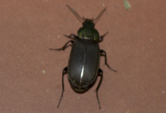 Chlaenius australis
