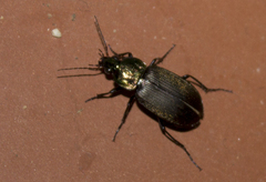 Chlaenius australis