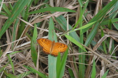 Pseudargynnis hegemone