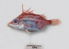 Bathyphylax bombifrons