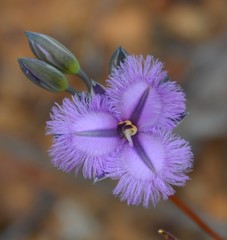 Thysanotus multiflorus
