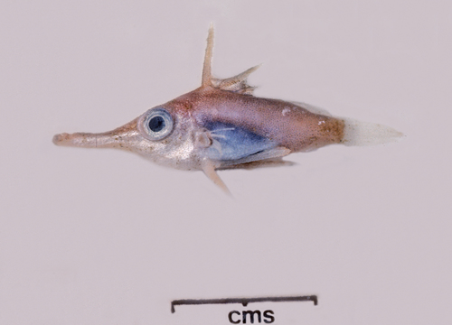 Trompetsnuit-spikevis (Macrorhamphosodes uradoi) — Triacanthodidae — 3