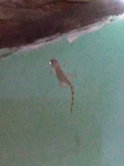 Gekko gecko