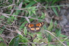 Junonia sophia sophia