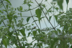 Macroglossum trochilus