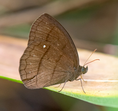 Forsterinaria quantius