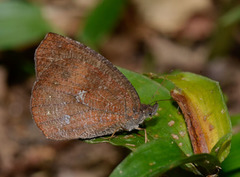 Godartiana muscosa