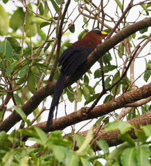 Rhamphococcyx calyorhynchus