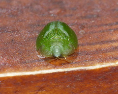 Cassida dorsovittata