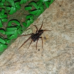 Oedignatha