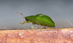 Cassida dorsovittata