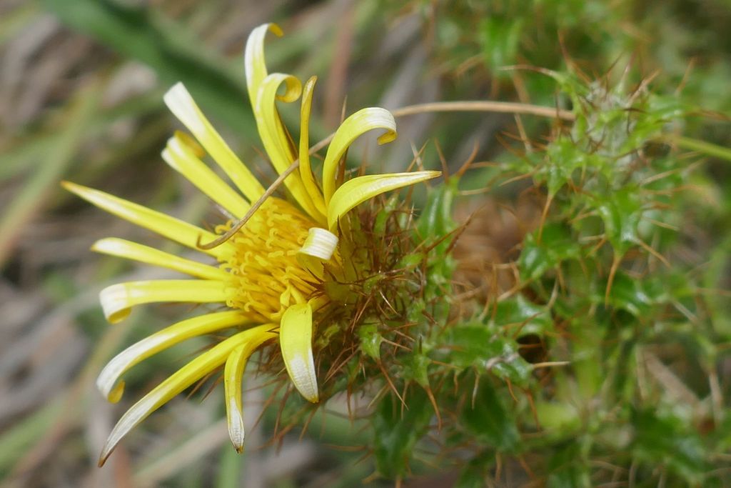 Eastern Snakethistle from Western District, South Africa on November 5 ...