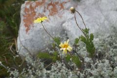 Euryops ursinoides