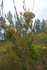 Leucadendron loeriense
