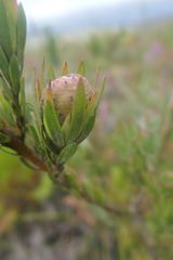 Leucadendron loeriense