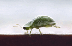 Cassida dorsovittata