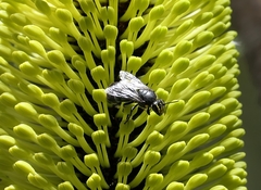 Hylaeus alcyoneus