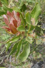 Protea foliosa