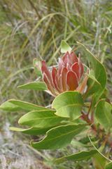 Protea foliosa