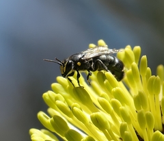 Hylaeus alcyoneus