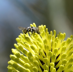 Hylaeus alcyoneus
