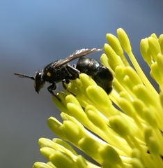Hylaeus alcyoneus