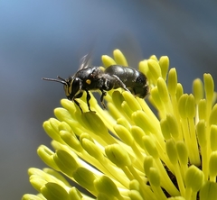 Hylaeus alcyoneus