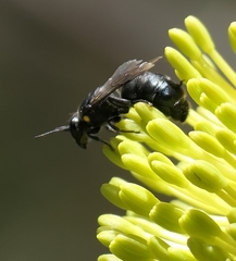 Hylaeus alcyoneus