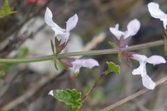 Salvia triangularis