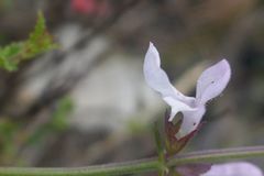 Salvia triangularis