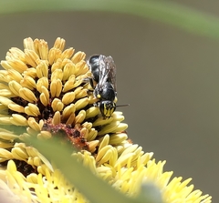 Hylaeus alcyoneus