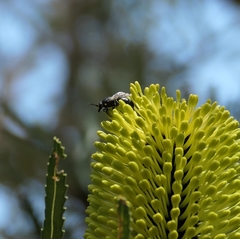 Hylaeus alcyoneus