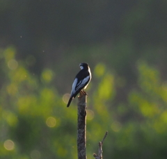 Lalage leucopygialis