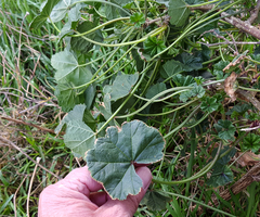 Malva sylvestris