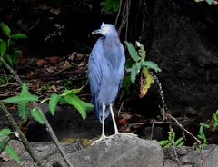 Egretta caerulea